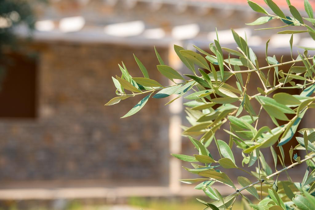 Olive Land Villas Limenaria  Phòng bức ảnh